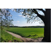 Sommer, træ, blå himmel og grønne marker. Plakat