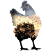 chicken