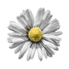 Gänseblümchen