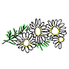 chamomile