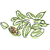 Kardamom