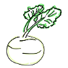 kohlrabi