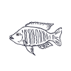 Cichlid fish Malawi