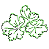 parsley