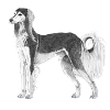 Saluki