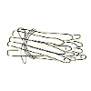 asparagus