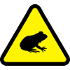Attention Frog
