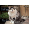 Maine Coon chat mignon duveteux
