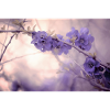 Pastel fleurs violettes fine art fantasy