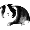 guinea pig