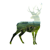Deer silhoutte