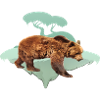 Bear, Brown Bear, Bear