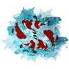 Koi