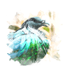 colombe
