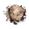 hamster