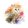 hibou