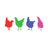 Poulet poulet animal