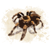 Tarantula spider