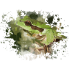 Frosch
