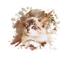 Katze