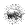 hippo