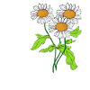 Gänseblümchen Blume Pflanze blühen Geschenkidee