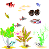 Tropical Reef Fishscape on Black