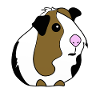 Guinea pig