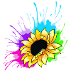 Sonnenblume Splash