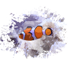 Fish clownfish