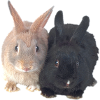 Easter Black Brown Rabbits