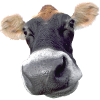 Moo Cow dairy cow