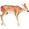 Deer Bambi