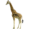 Giraff