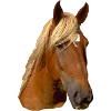 Tête de cheval