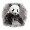 panda