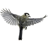 Flying bird in freedom