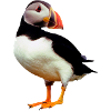 puffin