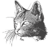 Cat - Drawing