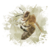 abeille