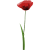 Poppy