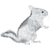 Chinchilla albinos