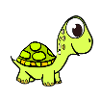 Sweet turtle turtles