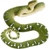 Snake reptile green white