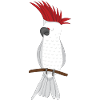 Cacatoès blanc