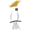 cockatoo