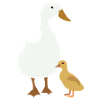 duck
