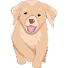Golden Retriever Dog