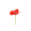 rote offene Mohnblume
