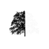 Tree Tree Black White Illusion